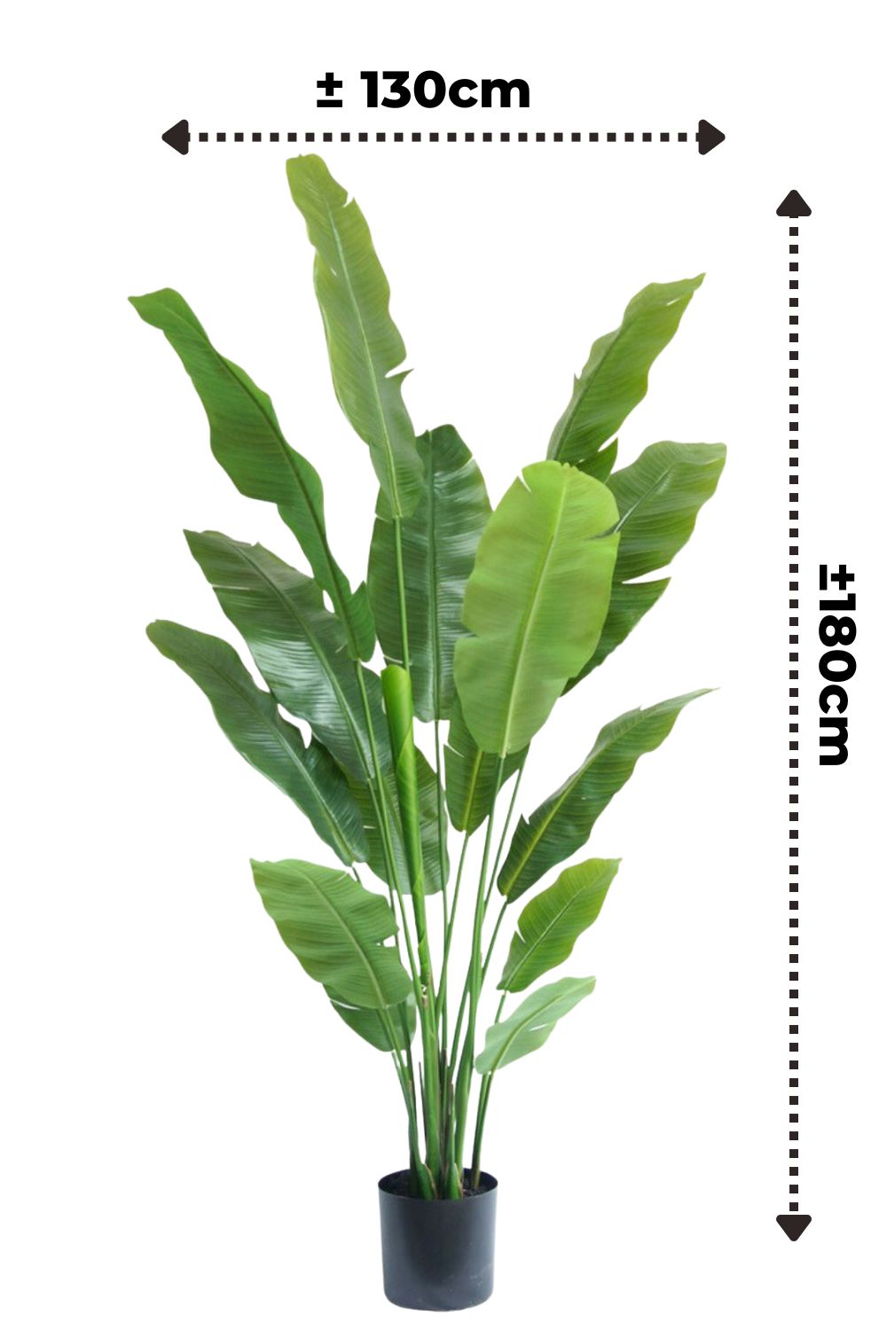 Pre-Order Strelitzia Kunstplant 180cm