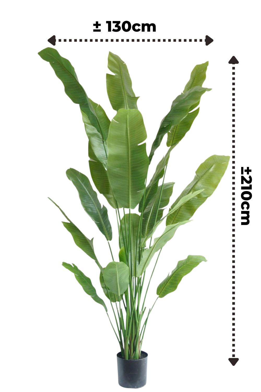 Afmetingen strelitzia kunstplant 210cm
