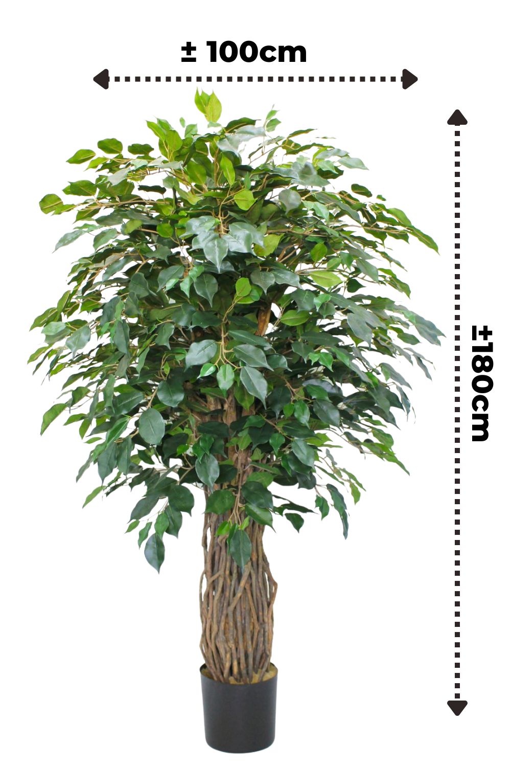 afmetingen Ficus kunstplant 180cm met gevlochten stam