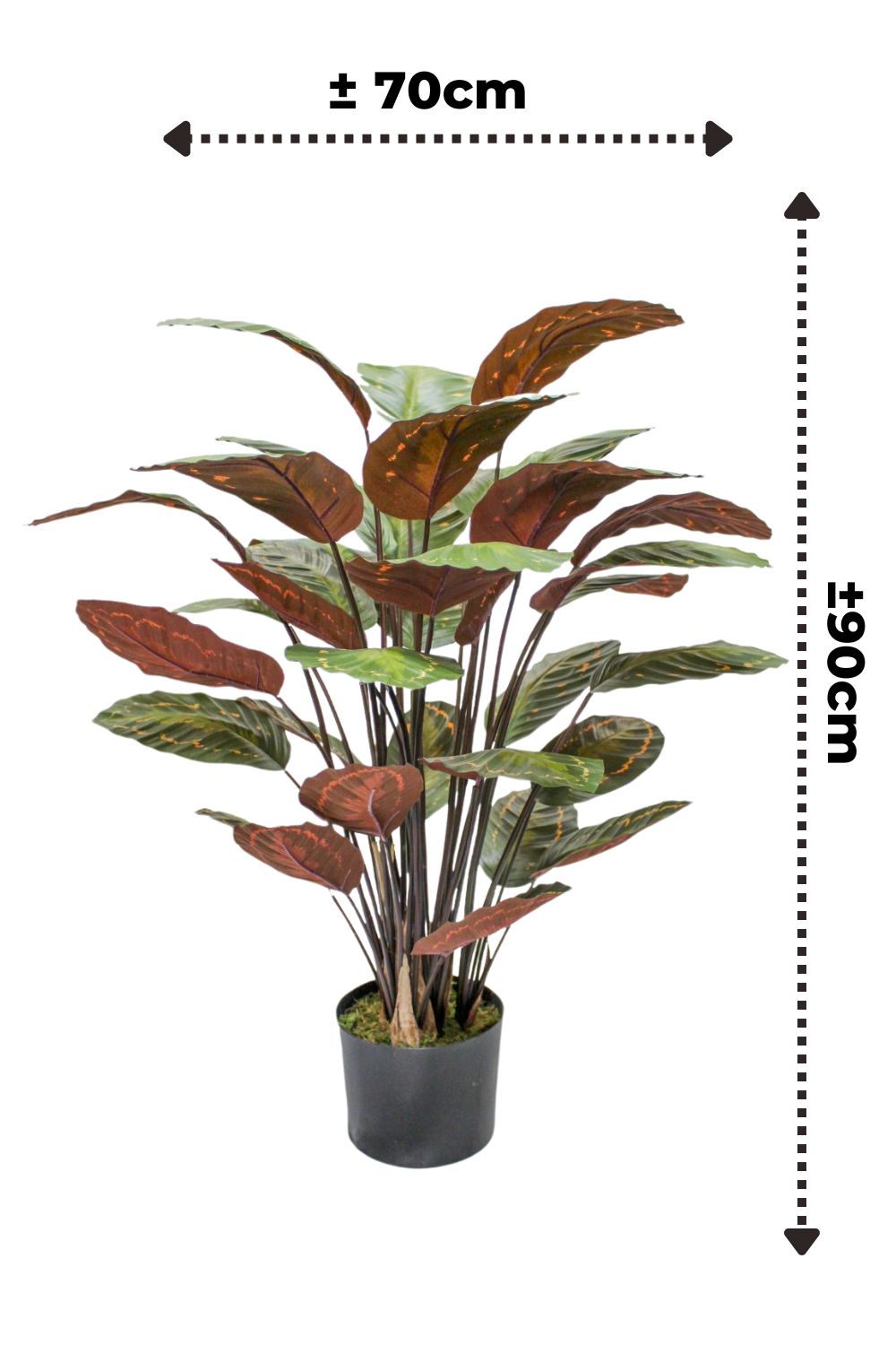 Pre-Order Calathea Kunstplant 90cm