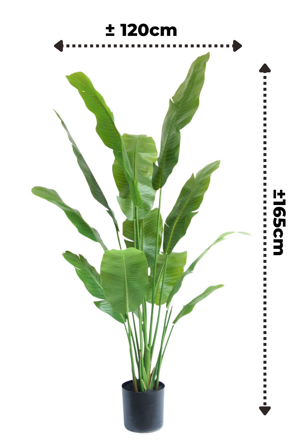 Afmetingen Strelitzia kunstplant 165cm