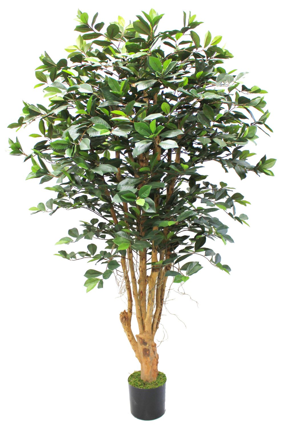 Ficus Kunstplant 180cm