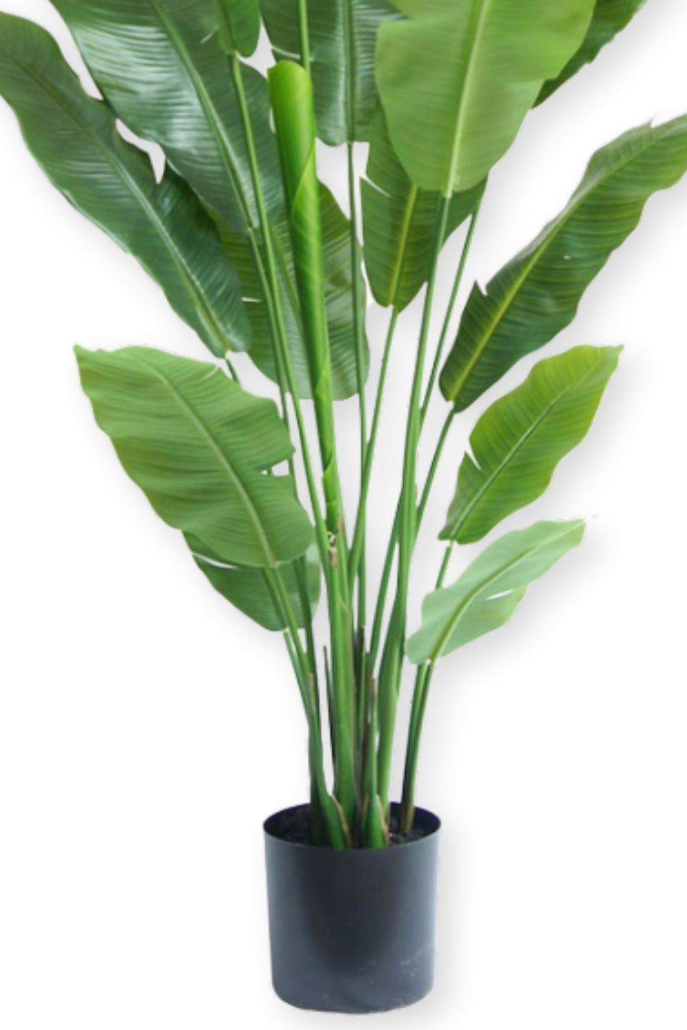 onderkant  strelitzia kunstplanten 180cm