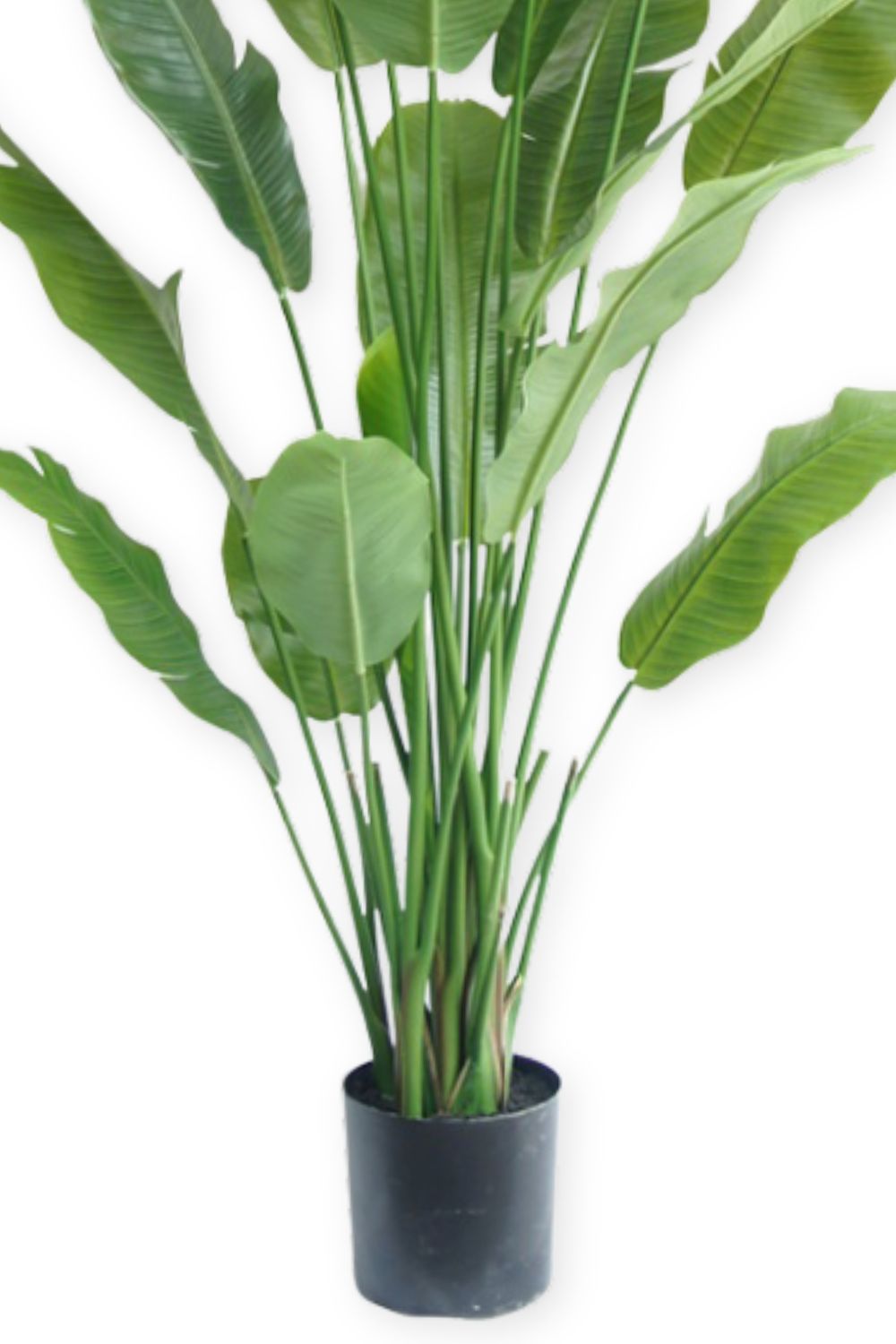 onderkant strelitzia kunstplant 210cm