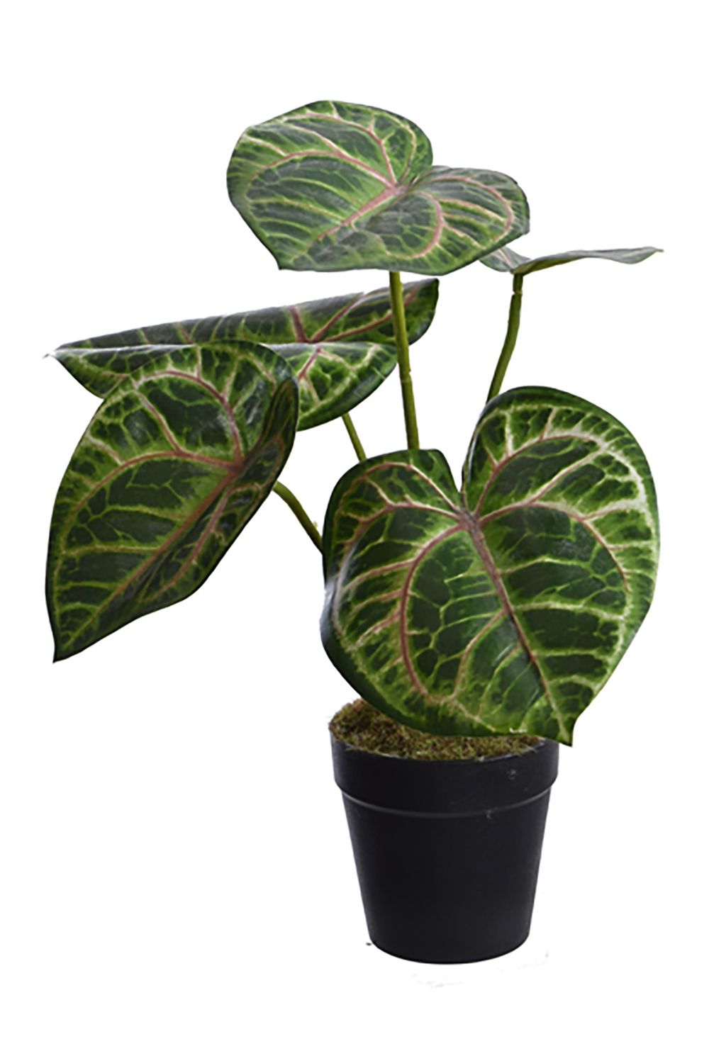 Calathea Kunstplant 30cm