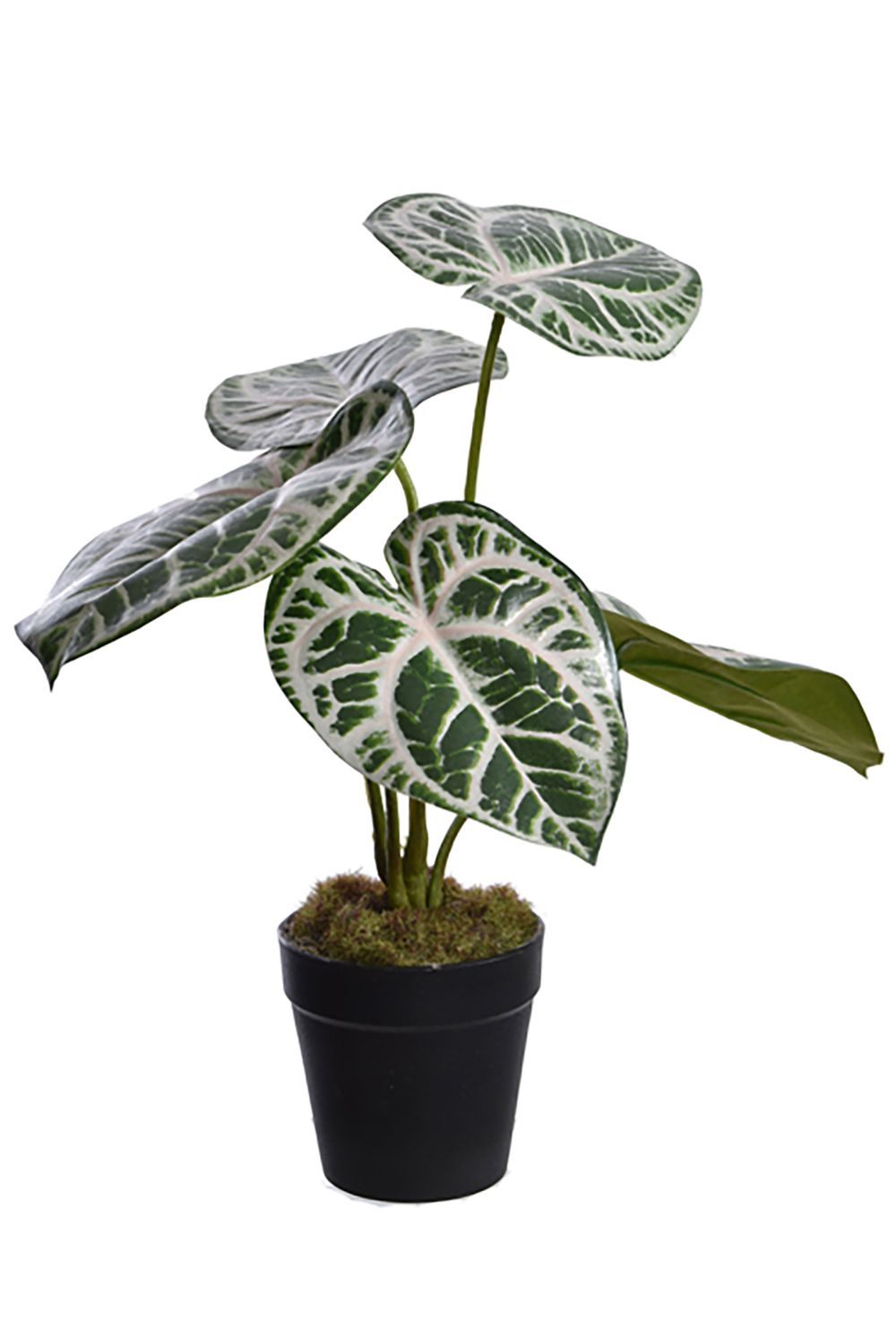 Calathea Kunstplant 30cm