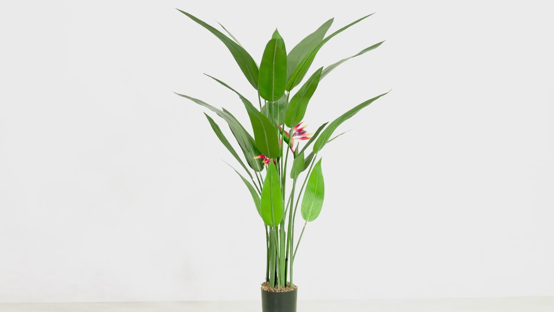 video Strelitzia Kunstplant Met Bloem 160cm